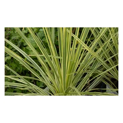 Cordyline Australis Lime Passion - 2 Potted Plants