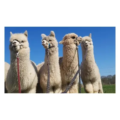 For 1 - 60 minute Alpaca Experience