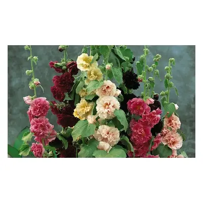 Hollyhock Chaters Doubles Plants, Six