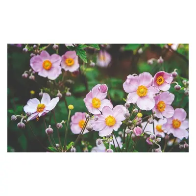 Perennial Plant Collection, Japanese Anemone Collection,3 Bare Roots