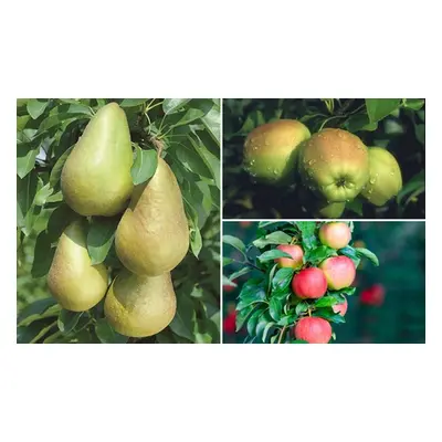 Apple and Pear Orchard Fruit Trees - Bare Root Plants, Apple (Malus) Golden Delicious