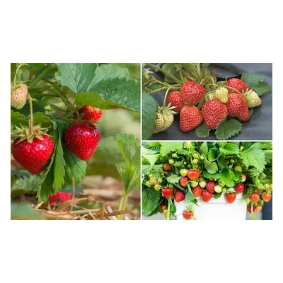 18 or 36 Homegrown Strawberry Plants, 18 Bare Root Plants (6 Of Each Variety)