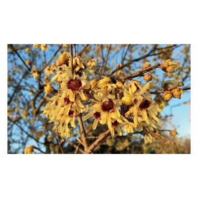 Chimonanthus Praecox Wintersweet, One Plant