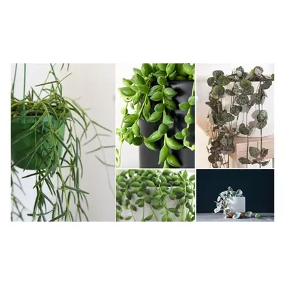 Senecio String of Pearls Houseplants Mixed Selection, String of Hearts Varigated 8cm Pot,Two