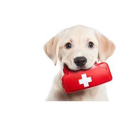 Level 2 award in first aid for dogs