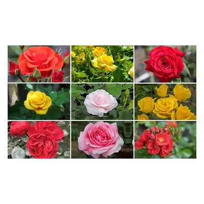 Celebration Rose Bush Plants, Precious Gold