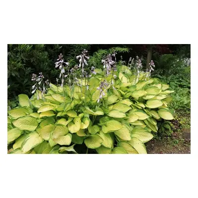 Hardy Hosta Collection, 5 Bare Roots(1 of each variety)