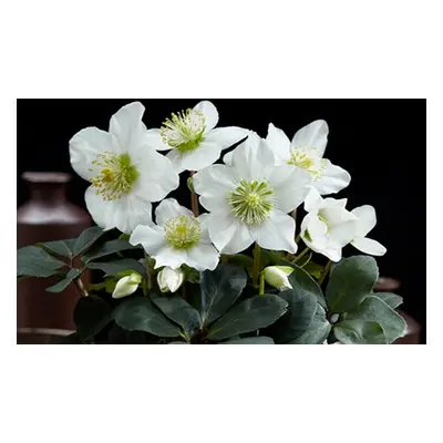 Festive Outdoor Plants - Including Hellebore Snowdrops Hyacinth, Helleborus Christmas Carol 12cm