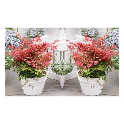 Nandina Domestica Obsessed or Fire Power - 1 or 3 Potted Plants, Domestica Obsessed,One