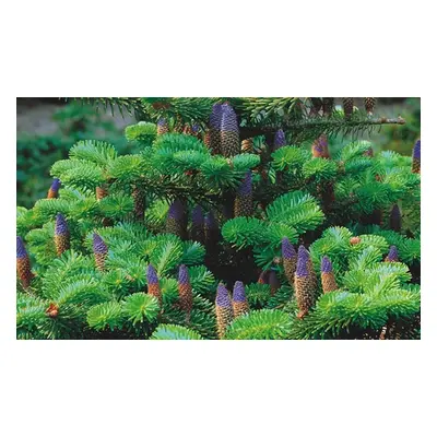 Up to 3 Hardy Korean Fir Trees, Three Plants