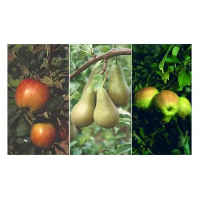 Orchard Fruit Tree Collection, 3 Plants - 1 of each variety