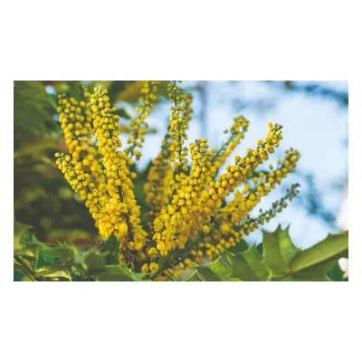 One or Two Mahonia japonica Potted Plants, Two