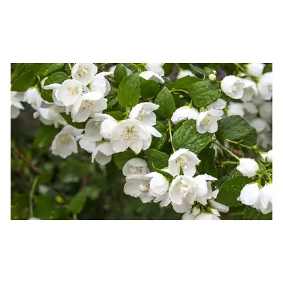 Scented Mock Orange ‘Belle Etoile’ – Upto Three Potted Plants, Three