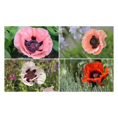 Poppy Oriental Collection - 4 bareroots