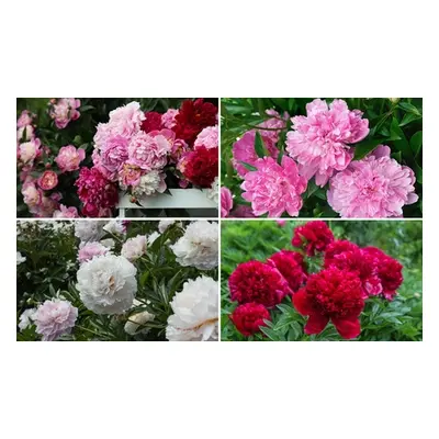 Peony Buckeye Belle Plants, Peony Collection ,Six