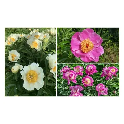 Pretty Peony Collection - 3 Plants