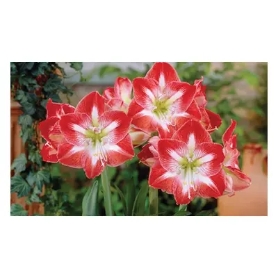 Seasonal Amaryllis Collection,Six Bulbs