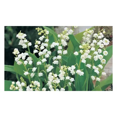 Lily of the Valley, 28 Pips