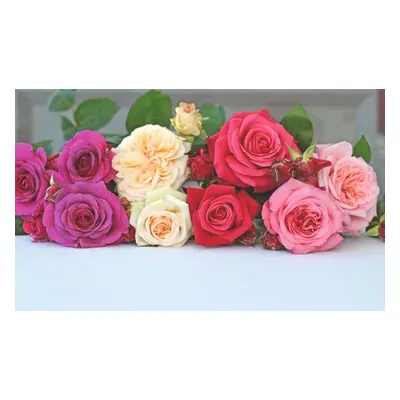 Upto 4 Mixed Shrub Garden Roses, Cream,One Bare Root Plant