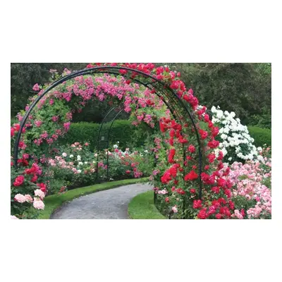 Upto 6 Scented Climbing Rose Collection, Rose (Climbing Patio ) Peter s Persica ,1 x Bare Root P