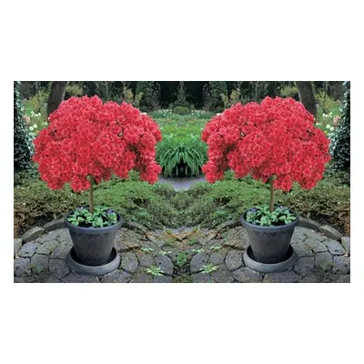 Japanese Red Azalea Standard Tree, One