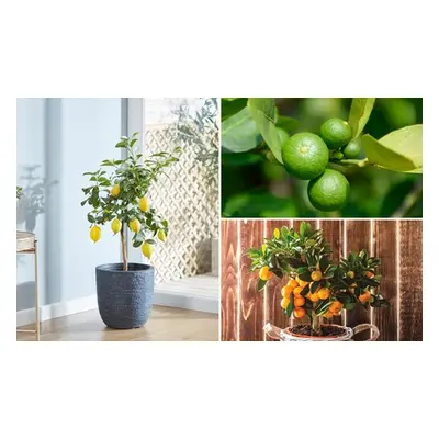 Lemon Lime and Orange Plants, Lime,One