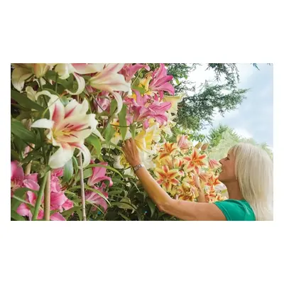 9 or 18 Giant Tree Lily Bulbs - 3 Varieties, 9 Bulbs