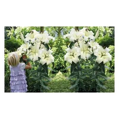 Tree Lily Pretty Woman, 20 Bulbs