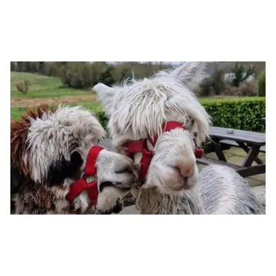 Alpaca Farm Walk Meet & Feed For Two Persons