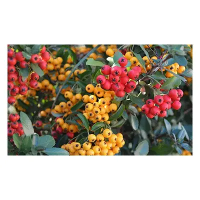 Three or Six Potted Plants of Winter Berry Pyracantha Trio Collection, Six