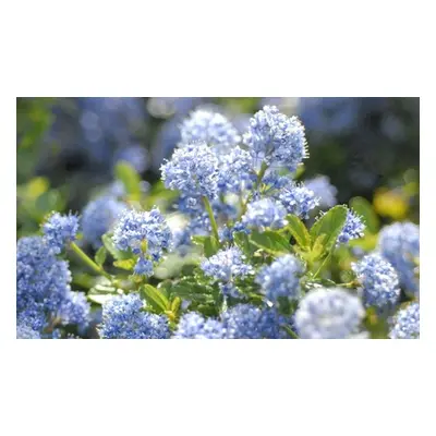 Evergreen Shrub Trio Potted Plants,Three