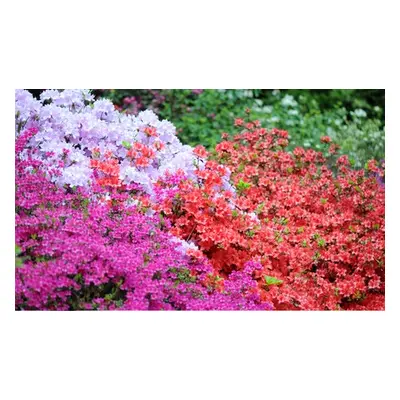 Hardy Dwarf Azaleas Collection Plants, Lilac,One