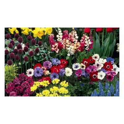 100 200 or 300 Summer Flowering Bulb Collection, 300 Bulbs