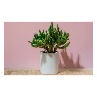 Rootz Crassula ovata Minor Sunset or Hobbit P30,Crassula Sunset P30