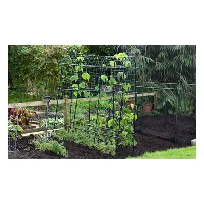 1.8m x 1.8m Garden Pea and Bean Tunnel