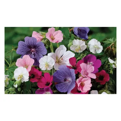 Hardy Geranium Bare Roots Collection, Five