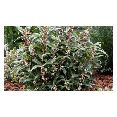 Winter Gem Sarcococca 9cm Potted Plants, 1 Plant