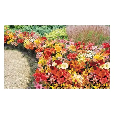 Lily Asiatic Ground Cover Bulbs, 25