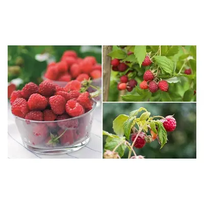 British-Bred Raspberry Full Season Collection, 18 Canes