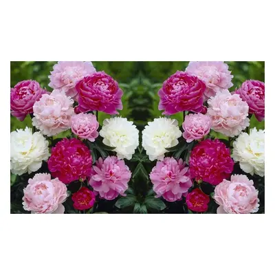 Peony Collection, Six Plants