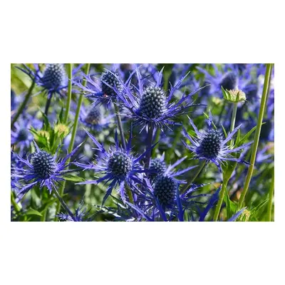 Eryngium Sea Holly Blue Steel Bare Root Plants, Ten