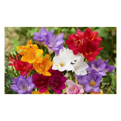 Fragrant Freesia Mixed - 50 100 or 200 Bulbs, 200