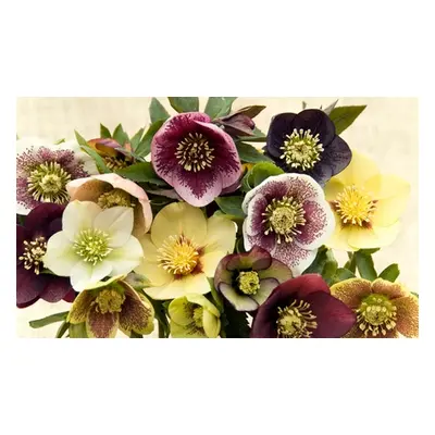 Winter Flowering Oriental Hellebores - 5 or 10 Plants, 5 Bare Roots