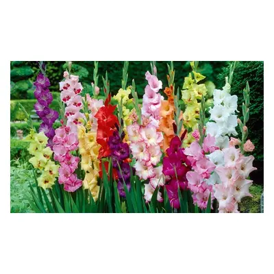 50 or 100 Giant Gladiolus Bulbs, 50 Bulbs