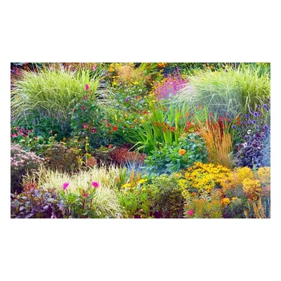 Seasonal Perennial Border Plant Collection, 5 plants