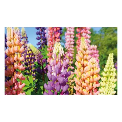 Lupin Russell Hybrids Mixed Plants, 6 Plants