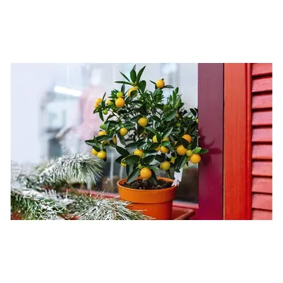 Lemon Lime and Orange Plants, Lemon Tree,One