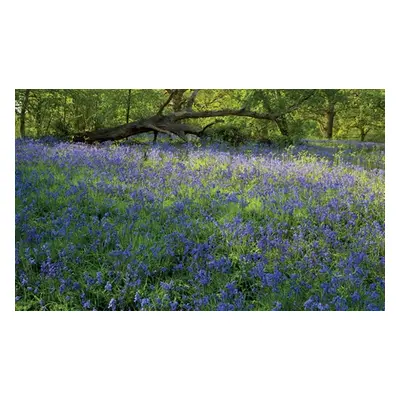 Up to 50 Snowdrops and Bluebells, English Bluebells in Green,50 bulbs