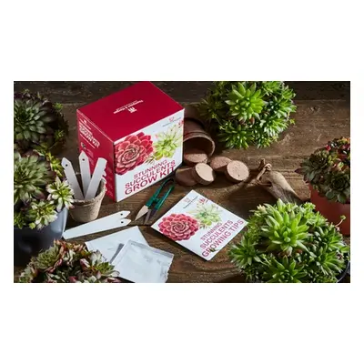 Mixed Seed Grow Kits,Bonsai Acer Growing Kit x 1