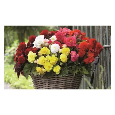 Begonia Vibrant Blooms for Gardens, Begonia Nonstop Berries and Cream Mix,10 Tubers